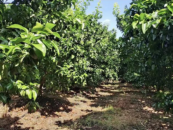 黃腐酸鉀能解決哪些問(wèn)題？使用對(duì)象有哪些？