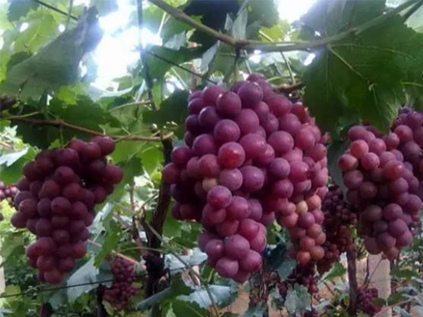 黃腐酸能起到哪些效果？