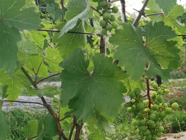 黃腐酸的使用范圍有哪些？